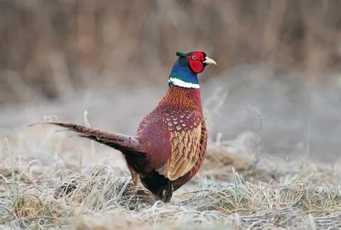 Wild pheasant Stock Photos