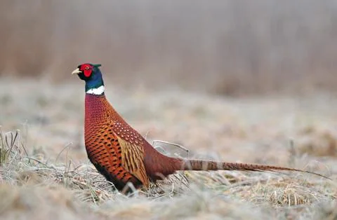 Wild pheasant Foto stock