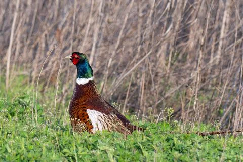 Wild pheasant Stock Photos