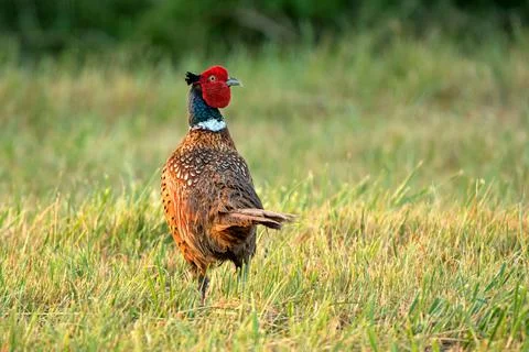 Wild pheasant standing in a field Stock Photos