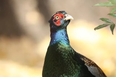 A wild pheasant walking through a field Stock Photos