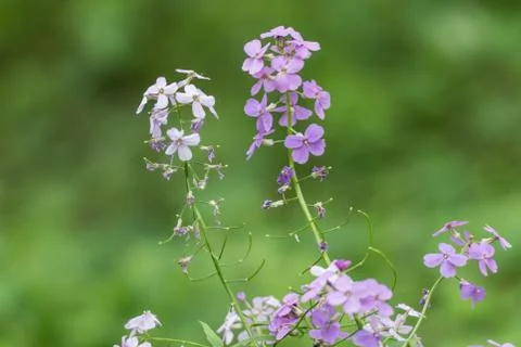 Wild Phlox in Spring Forest Fotos de archivo