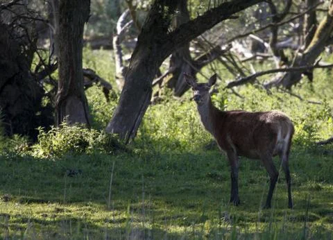 In the wild Stock Photos