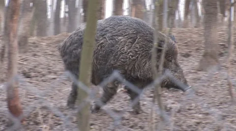 Wild pig 2 Stock Footage 5309140