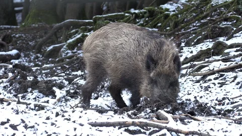 Wild pig is digging to the ground in search of food 2 Stock Footage 86119455