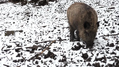Wild pig is digging to the ground in search of food 4 Stock Footage 86119954