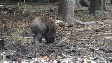 Wild pig is digging to the ground in search of food 6 Stock Footage 86120289