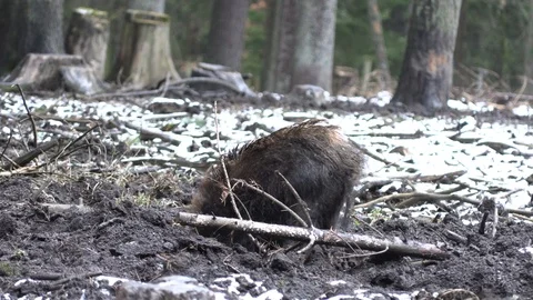 Wild pig is digging to the ground in search of food 8 Stock Footage 86121682