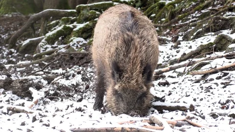 Wild pig is digging to the ground in search of food Stock Footage 86123107