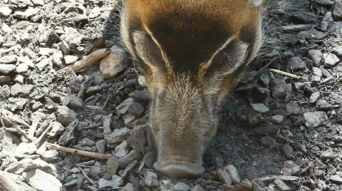 Wild pig Stock Footage 494218