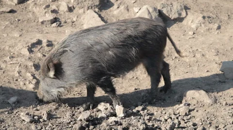Wild Pig Video stock 49409196