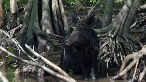 Wild Pig Stock Footage