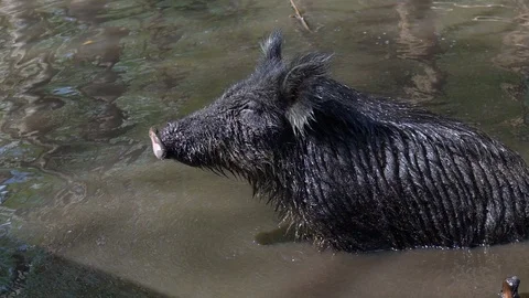 Wild Pig 動画素材 94712356