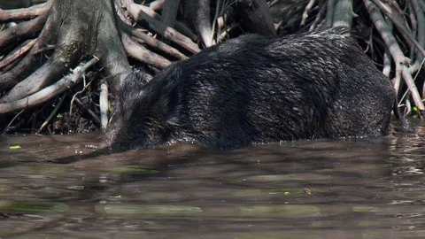 Wild Pig 動画素材 94712401