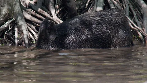 Wild Pig 動画素材 94712435