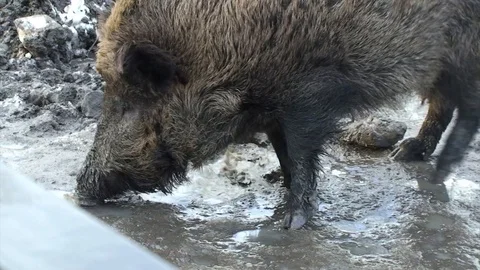 Wild Pig Stock Footage 98679264