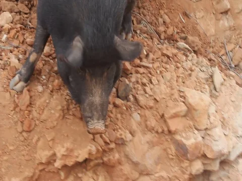 WILD PIG Stock Footage 100519203