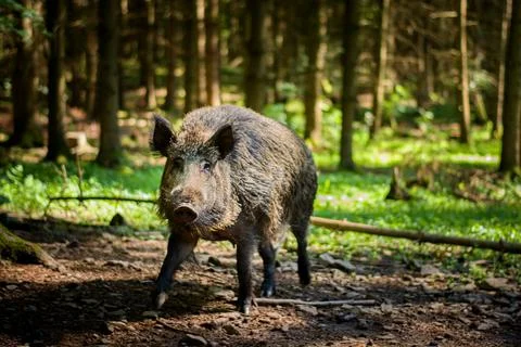 Wild pig in the forest 库存照片