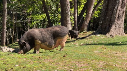 Wild pig grazing on grass in a forest clearing Stockbeeldmateriaal 341906938