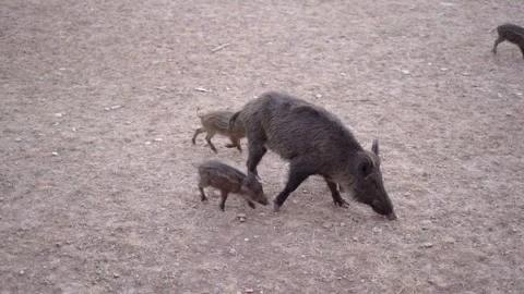 Wild pig herd feeding from bread that people give them eating in slowmo 動画素材 279553966
