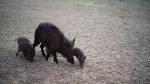 Wild pig herd feeding from bread that people give them eating in slowmo Stock-Footage 279554079
