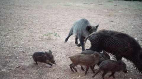 Wild pig herd feeding from bread that people give them eating in slowmo 動画素材 279554489