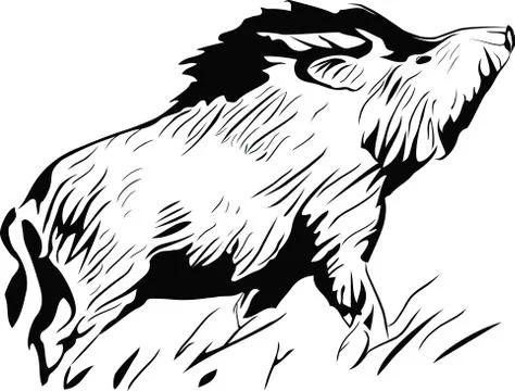 Wild pig Stock Illustration