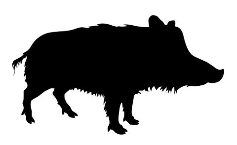 Wild pig Stock Illustration