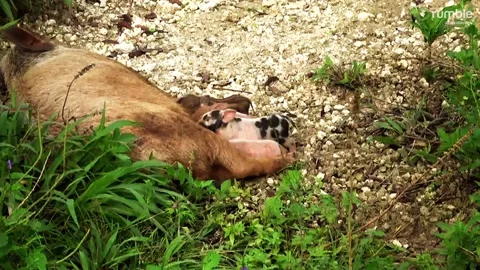 Wild pig mom nurses her adorable newborn babies 스톡 동영상 272599509