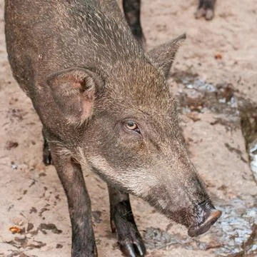 Wild pig Stock Photos