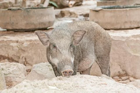 Wild pig Fotos de archivo