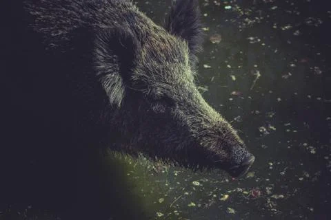Wild pig Stock Photos