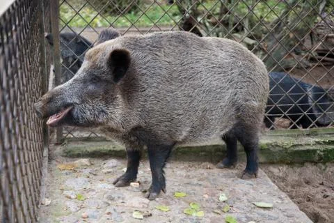 Wild pig Stock Photos