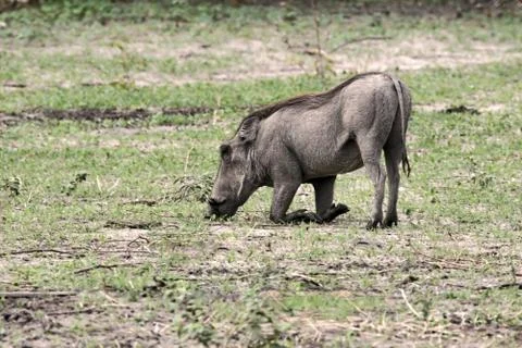 Wild pig Stock-Fotos