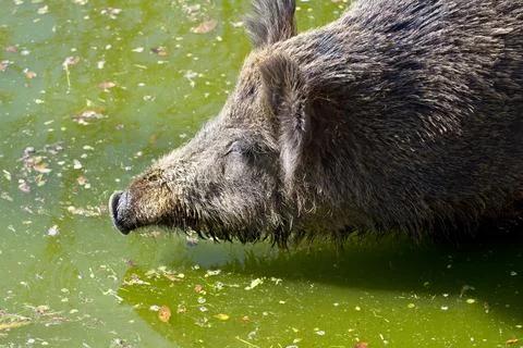 Wild pig Stock Photos