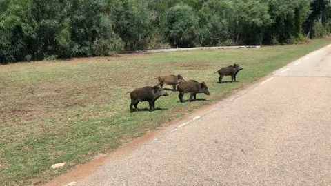 Wild pig walking on lawn Stock Footage 129842901