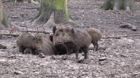 Wild pig in a zoo in Germany Vídeos de archivo 47811027