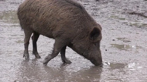 Wild pig in a zoo in Germany Stockbeeldmateriaal 47816471