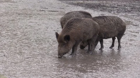 Wild pig in a zoo in Germany Vídeo Stock 47818196