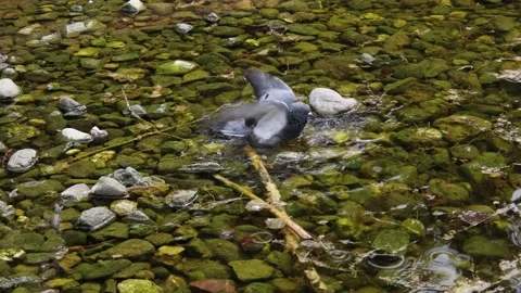 Wild pigeon bathing in the lake Video stock 182917424