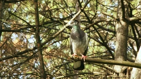 Wild Pigeon On The Branch Stock-Footage 64636065