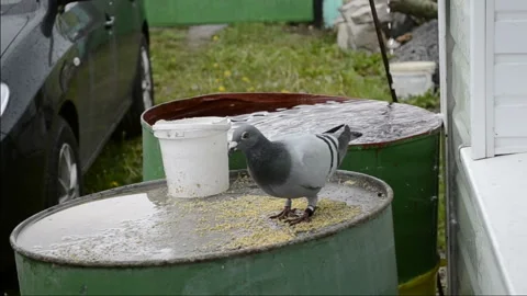 A wild pigeon eats in the rain Stock-Footage 100757158