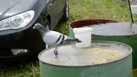 A wild pigeon eats in the rain. Stock Footage 100757162