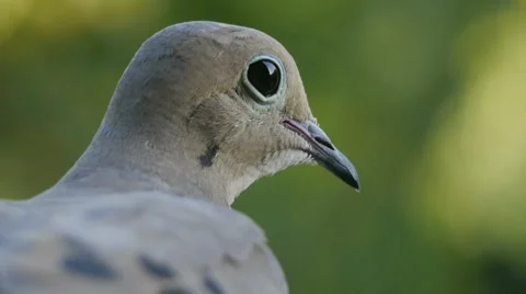 Wild pigeon. Stock Footage 8519972