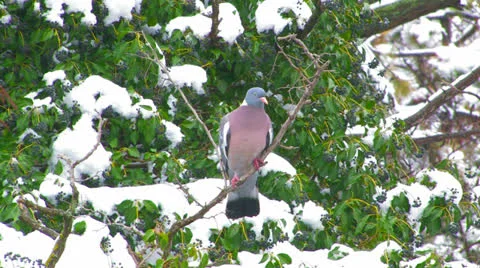 Wild pigeon Stock-Footage 27140385