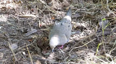 Wild pigeon Stock Footage 65385856