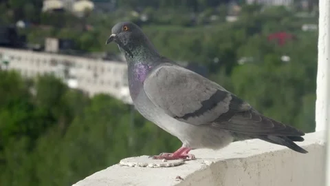 Wild pigeon Stock Footage 130233437