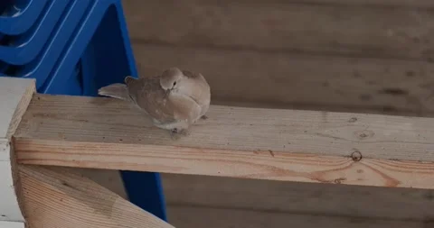Wild pigeon Stock Footage 133722098