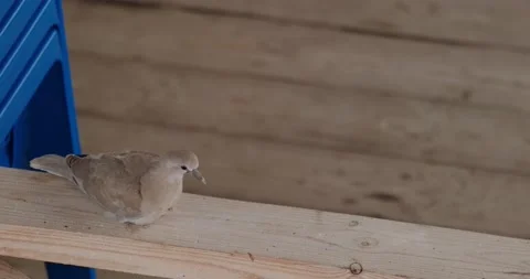 Wild pigeon Stock Footage 133722175