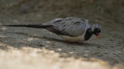 Wild pigeon foraging Stock Footage 158460497